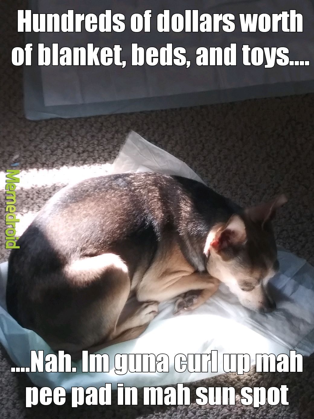 Nothings too good for my dog - meme