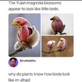 plant bird
