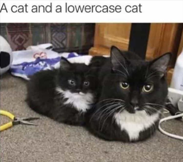 Lowercase cat - meme