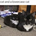 Lowercase cat
