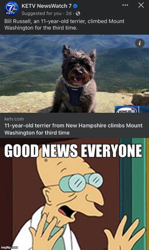 Good dog news everyone - meme