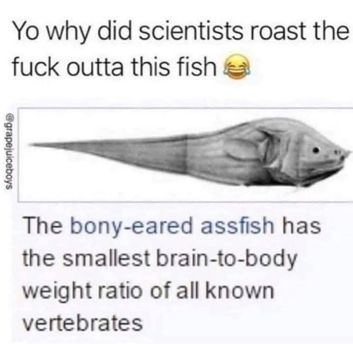 Dank - meme
