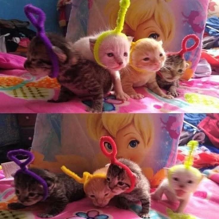 Los gatotubbies - meme