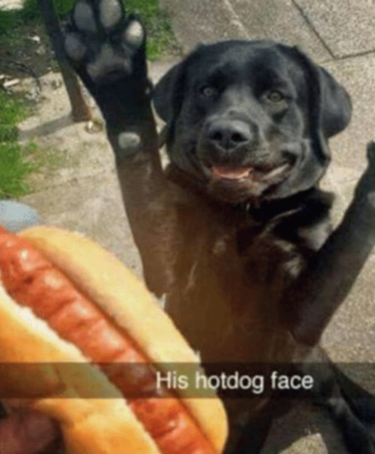 Hot doge - meme