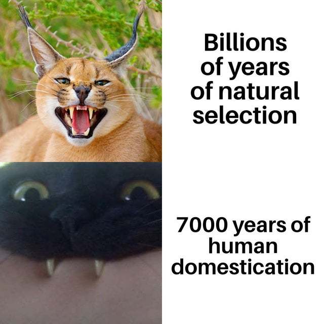 Natural selection vs human domestication - meme