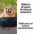 Natural selection vs human domestication