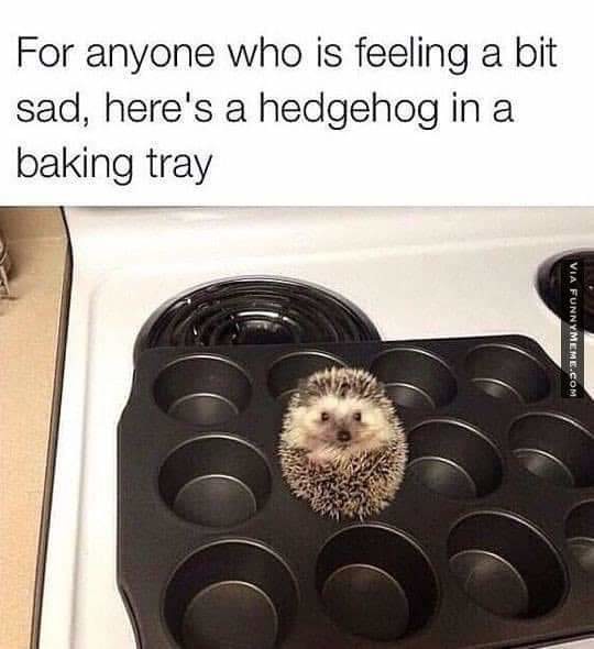 A hedgehog in a baking tray - meme