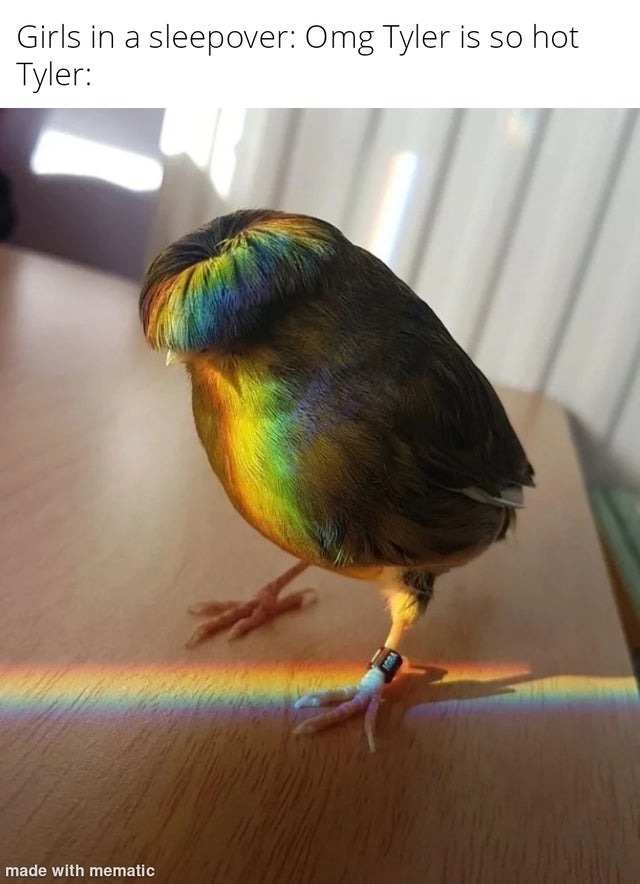 this bird looks fresh - meme