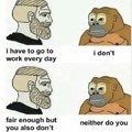 monkey vs average man