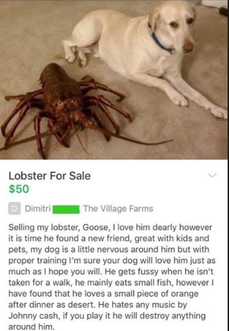 lobster pet - meme