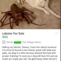 lobster pet