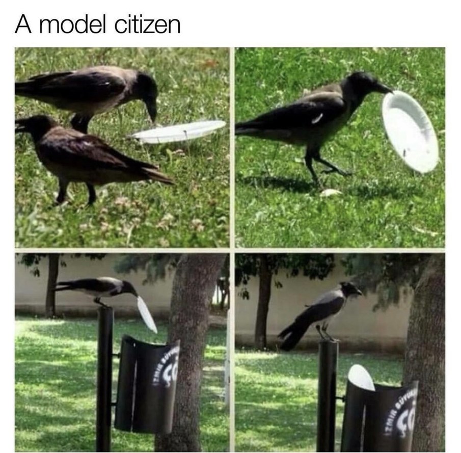 Clever crows - meme