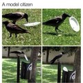 Clever crows