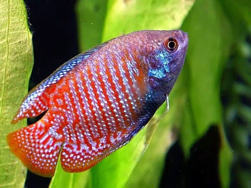 dwarf gourami (they can get quite territorial sometimes) - meme