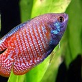 dwarf gourami (they can get quite territorial sometimes)