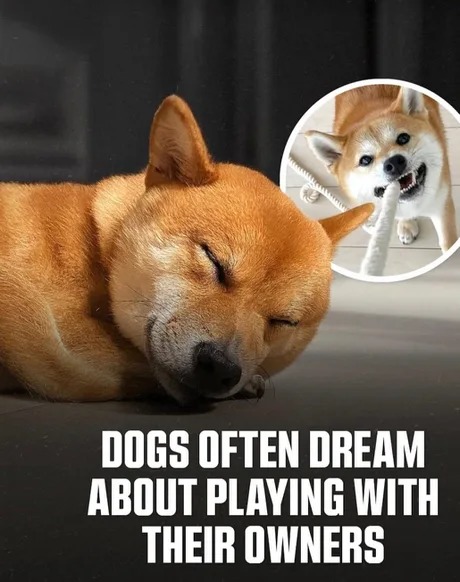 Dogs dream about playing with their owners - meme