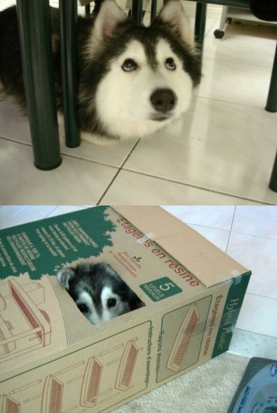 Husky raised by cats acts like a cat - meme