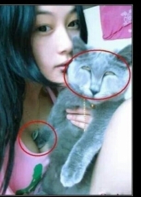 gatto porcellone - meme