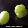 Quadruple-grape