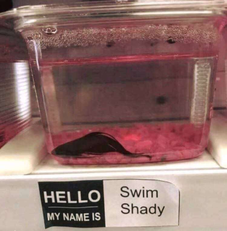 Swim Shadey - meme