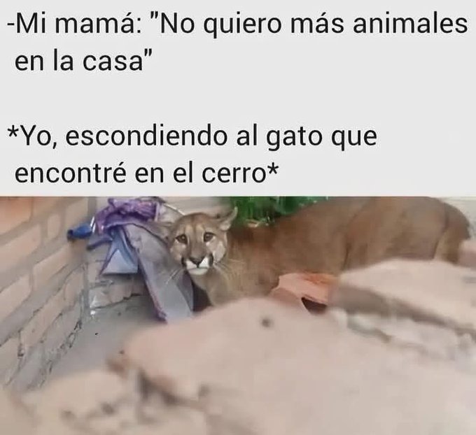 el gato del cerro tiene hambre - meme