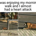 Seriously I thought it was a tiger first