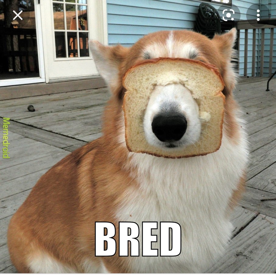 pure bred bread - meme