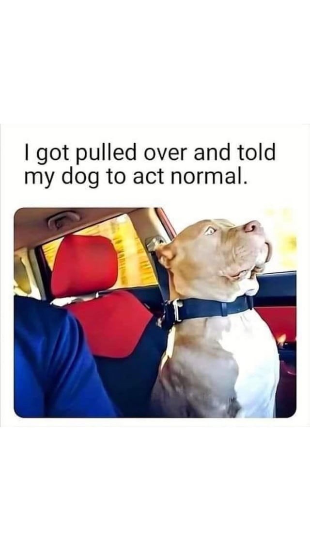 Told my dog to act normal when we got pulled over. Regret it - meme