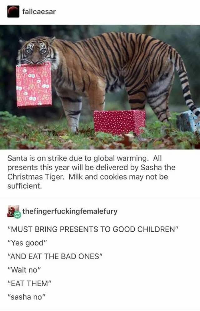 Santa quit, now Sasha the Christmas Tiger delivers and devours - meme