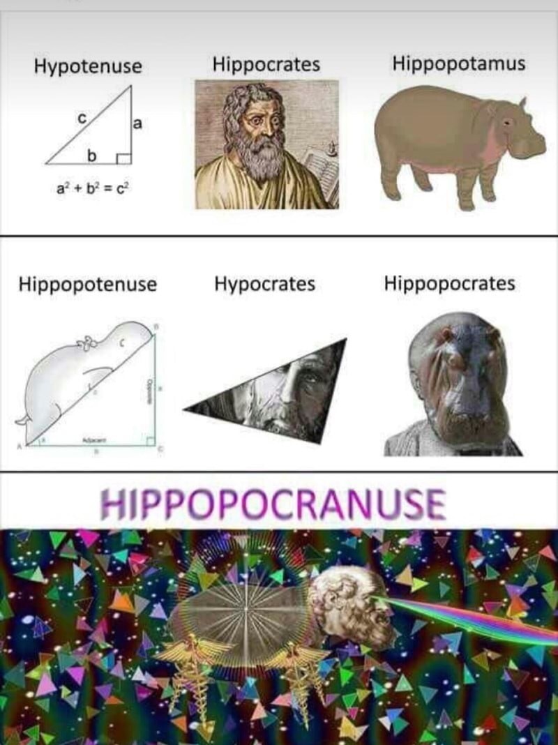 T H I C C hippo - meme