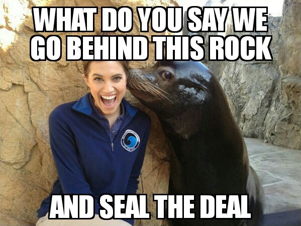 Attaboy, sea lion - meme