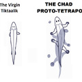 the chad ichtyostega