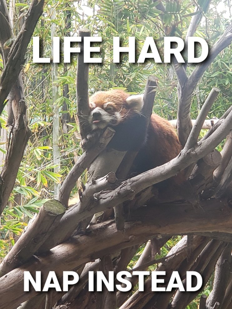 Wise red panda - meme