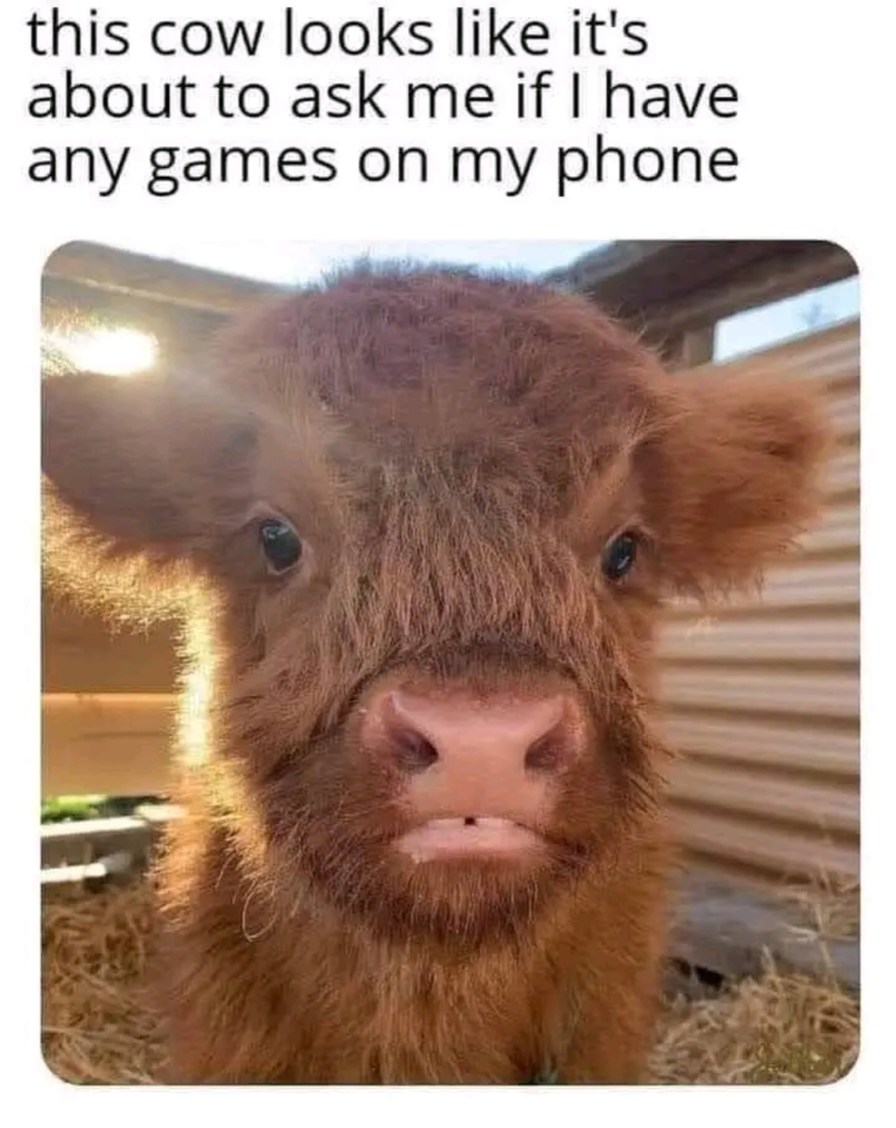 The curious look of that calf - meme