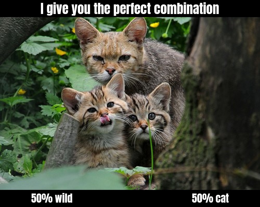 Wildcat - meme