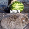 cat watermeloon