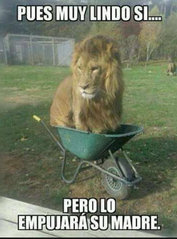 los leones son solo gatos más grandes :D - Meme by Lechero1 :) Memedroid