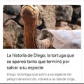 Vivan las tortugas