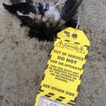 Bird is fucked