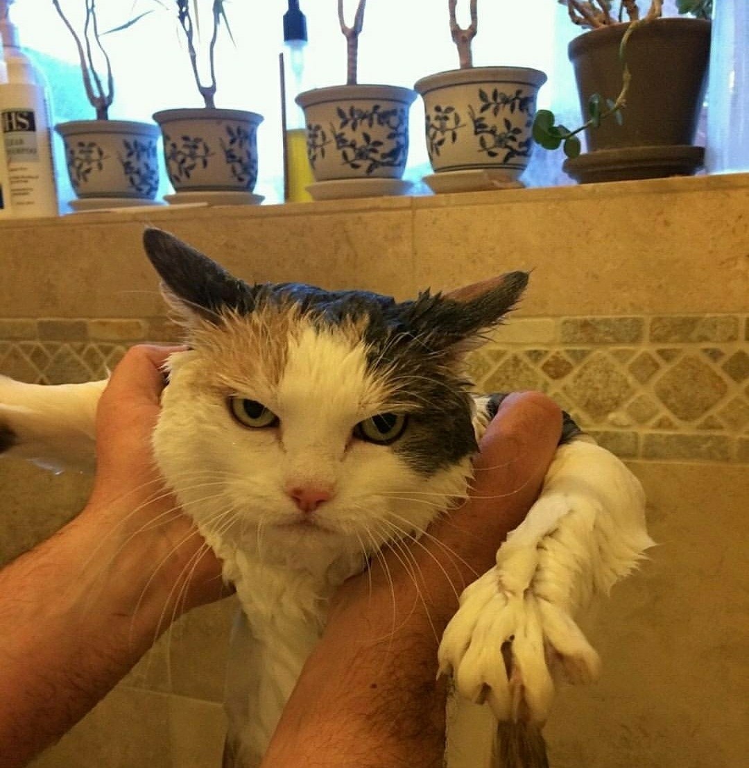 Meu gato adora tomar banho - meme