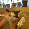 Meu gato adora tomar banho