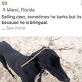 He deers but he also barks.