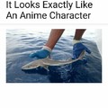 Waits for people to say the shark is pedophilic and to start mass murdering it under the assumption of preventing pedophiles