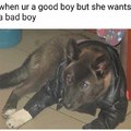 The good bad boy