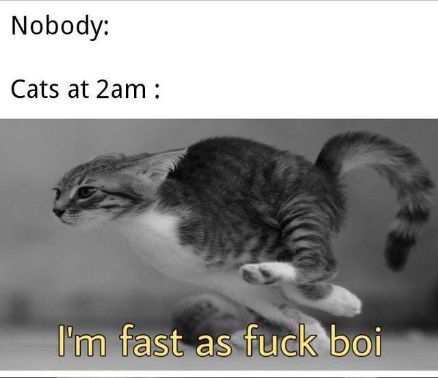 Cats at 2am - meme