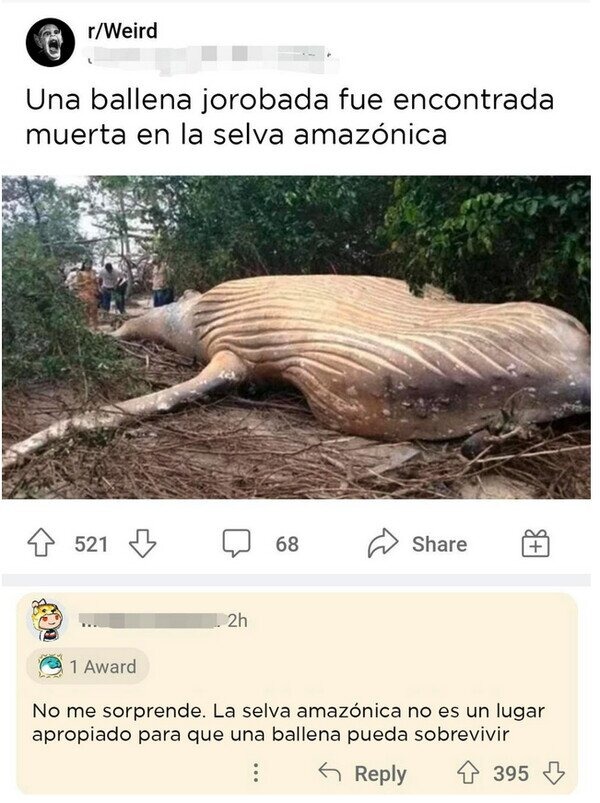 meme de una ballena en la selva