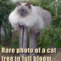 cat tree