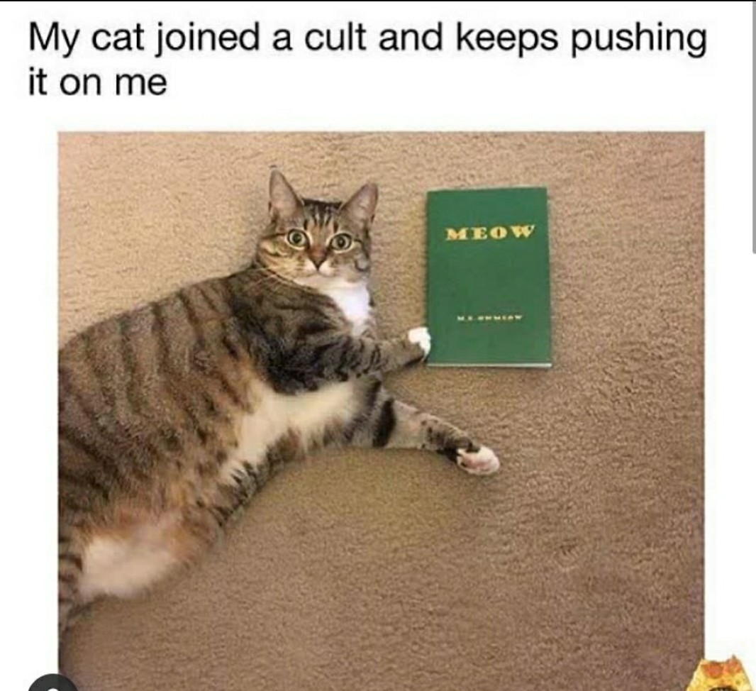 I would like to talk to u today about meow - meme