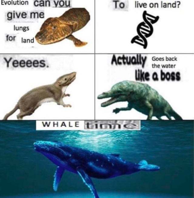 Whale time - meme