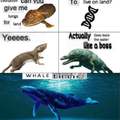 Whale time